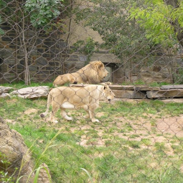 2 lions are raised in a fence made of hand woven mesh.