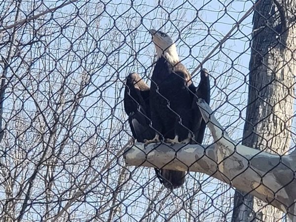 A bald eagle is standing inside the fence.