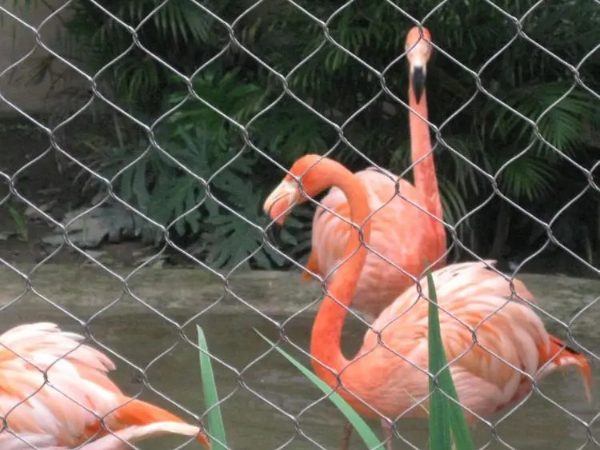 3 flamingos are raised in the fence.