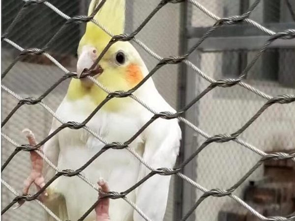 A cockatiel is climbing on the stainless steel rope mesh.