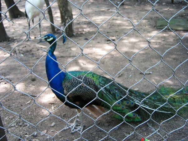 A peacock is raised in stainless steel rope mesh cage.