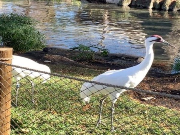 2 red-crowned cranes are standing inside the stainless steel rope mesh fence.