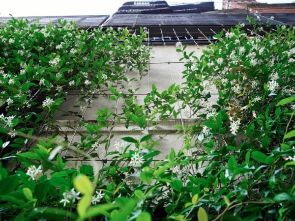 Trellis system installed on exterior wall and climbing plants