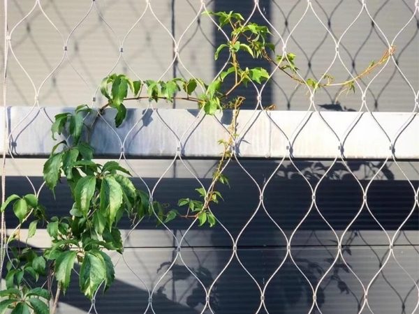 Interior green wall system consisting of many wire ropes