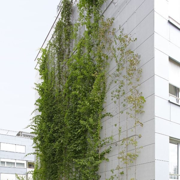 Trellis system is installed outside the building exterior wall