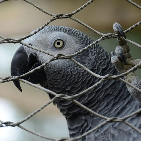 A bird is raised in a bird netting made of hand woven mesh.