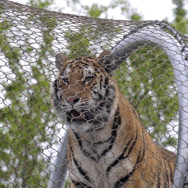 A tiger is walking on the corridor made of hand woven mesh.