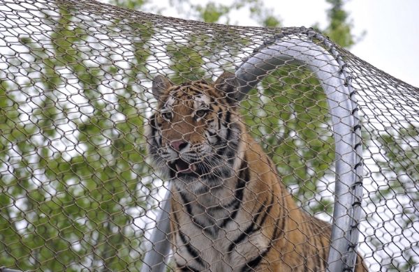 Stainless steel hand woven mesh is used as zoo fencing.