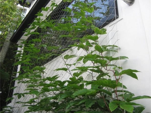 Plant climbing net fixed on the exterior wall