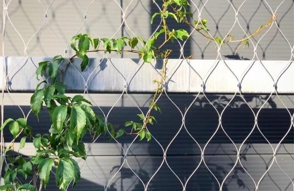 The plant climbs and grows upward on the wire rope ferrule mesh.