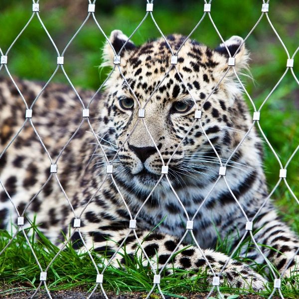 Stainless steel ferrule rope mesh is used as zoo fencing.