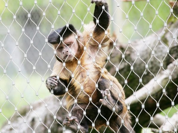 A monkey is climbing on the stainless steel rope mesh.