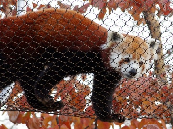 A red panda is climbing the stainless steel rope mesh.
