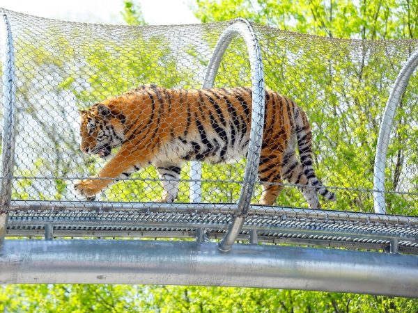 A tiger is walking on the platform enclosed by stainless steel rope mesh.