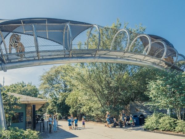Zoo roads and tiger is standing on the platform made of stainless steel rope mesh